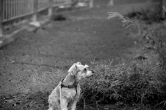 my pretty dog # 74