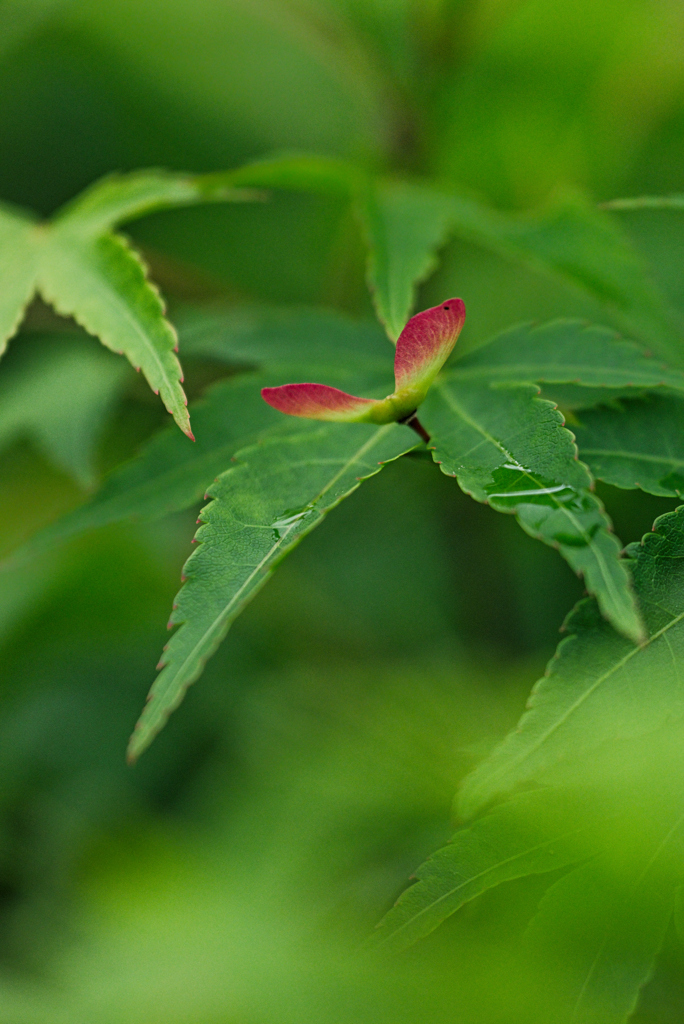 青もみじ