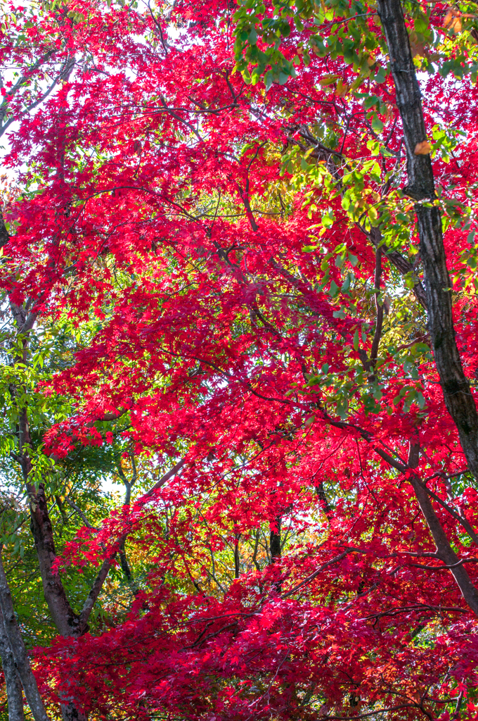 紅葉三昧　#19
