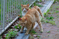 吾輩は猫である、ニャー # 710