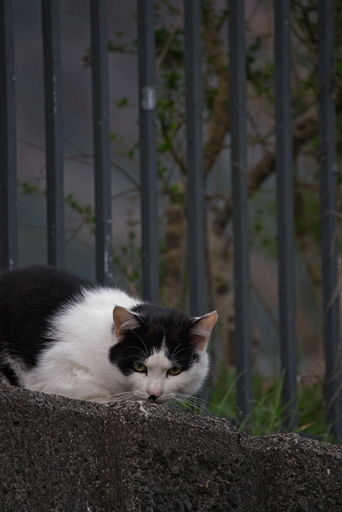 吾輩は猫である、ニャー # 916