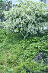 積雪のような木