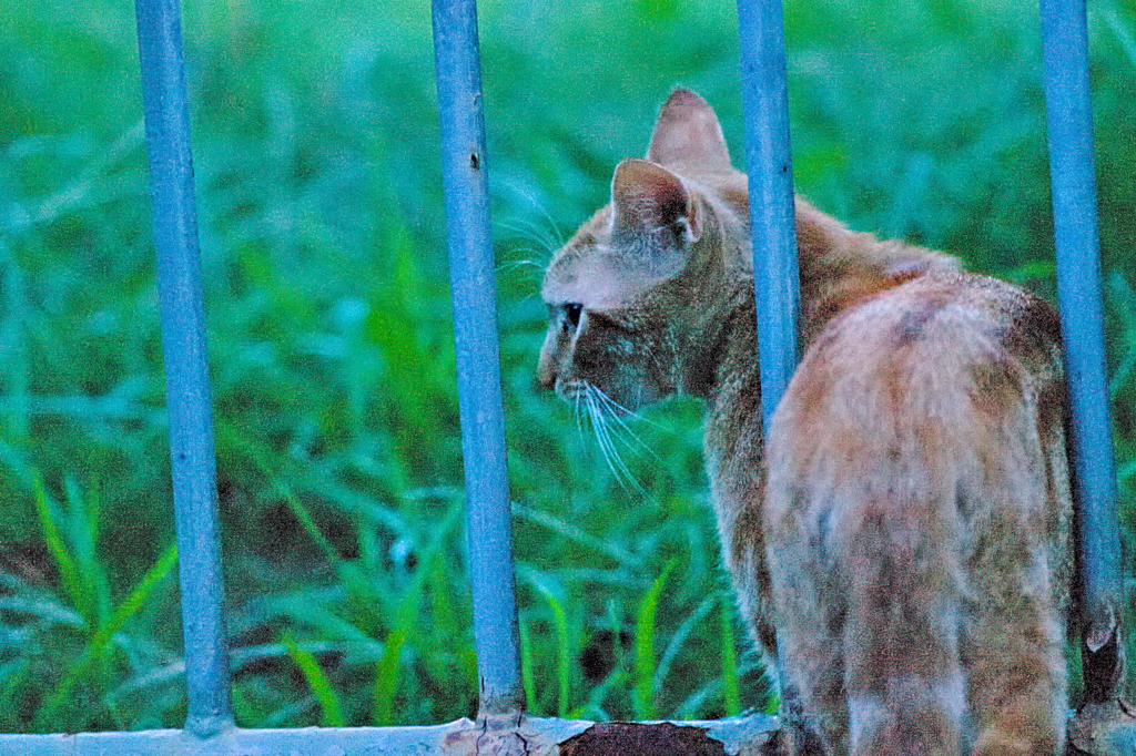 吾輩は猫である、ニャー # 543