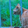吾輩は猫である、ニャー # 543