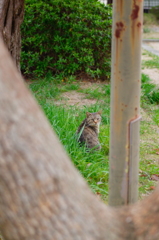 吾輩は猫である、ニャー # 688