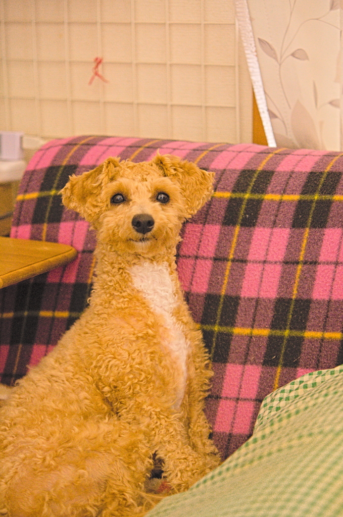 my pretty dog Ⅱ # 182