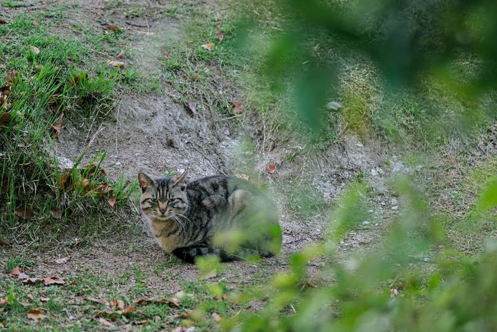 吾輩は猫である、ニャー # 961