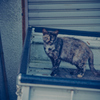 吾輩は猫である、ニャー # 1149