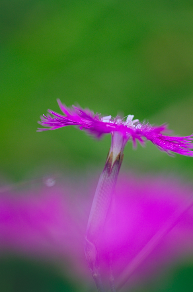 カワラナデシコ