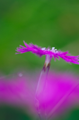 カワラナデシコ