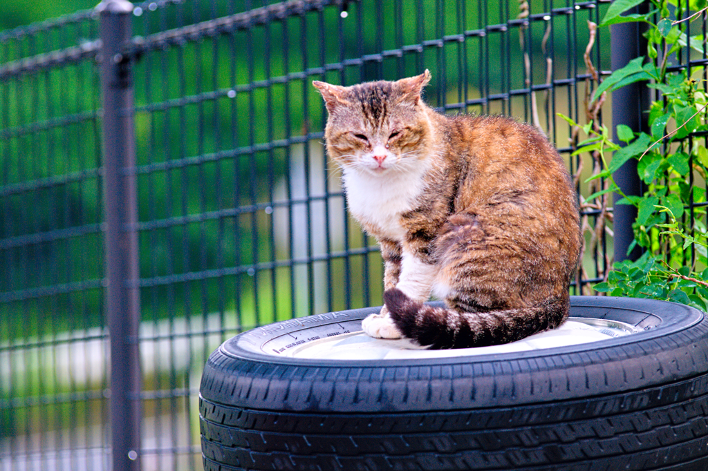 吾輩は猫である、ニャー # 342