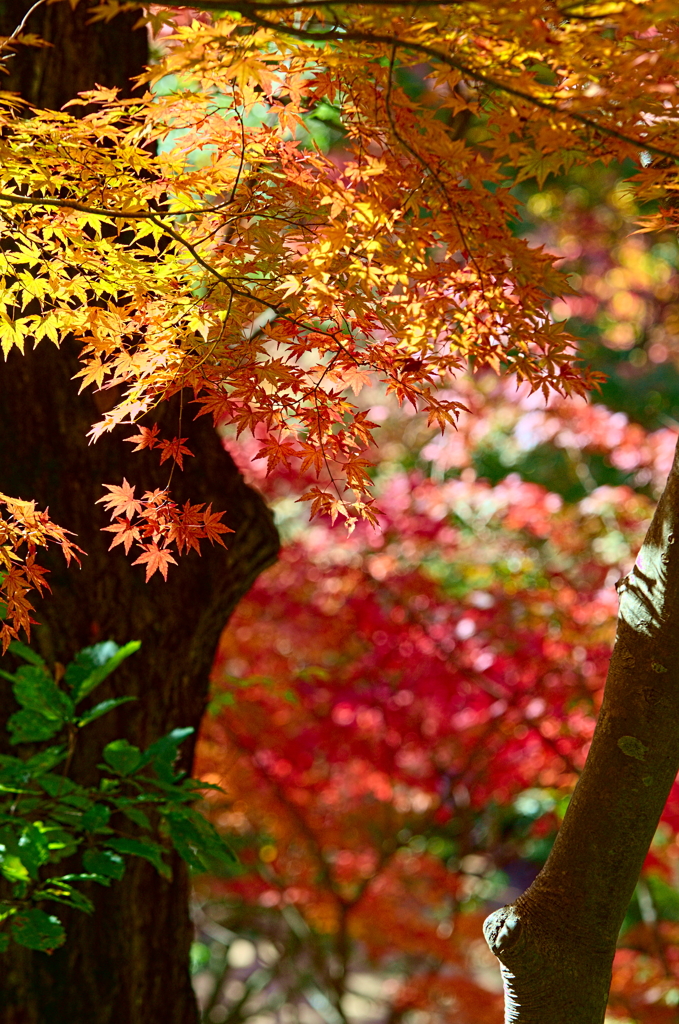 紅葉三昧 '2019