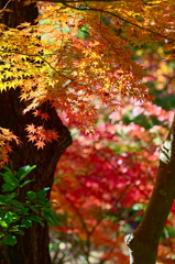紅葉三昧 '2019