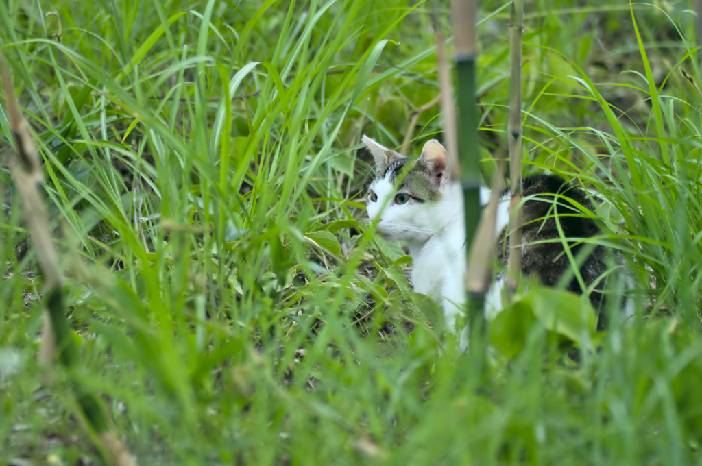 吾輩は猫である、ニャー # 193