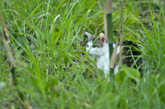吾輩は猫である、ニャー # 193