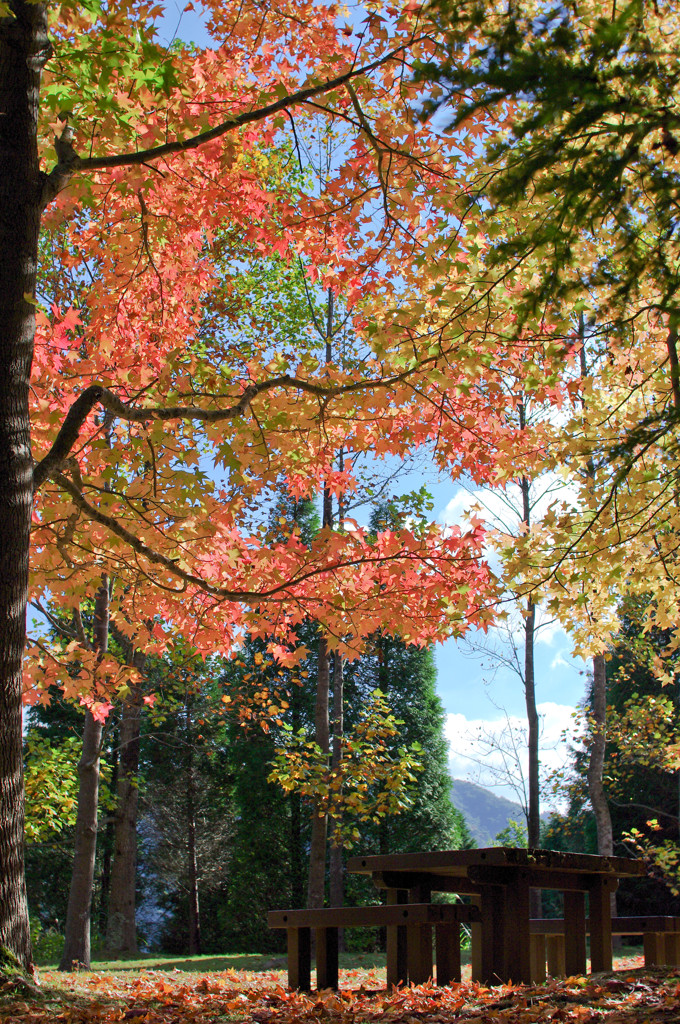 紅葉と休憩所