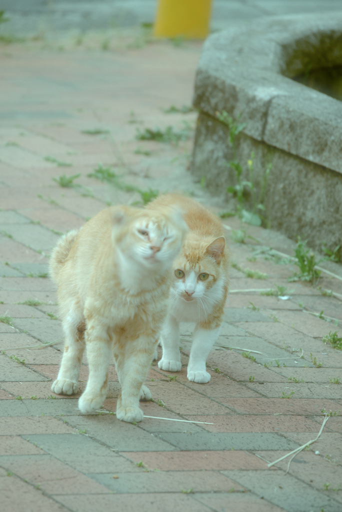 吾輩は猫である、ニャー # 1042