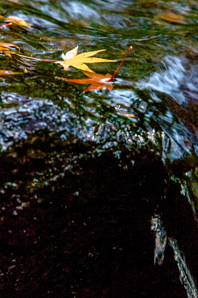 流れと紅葉
