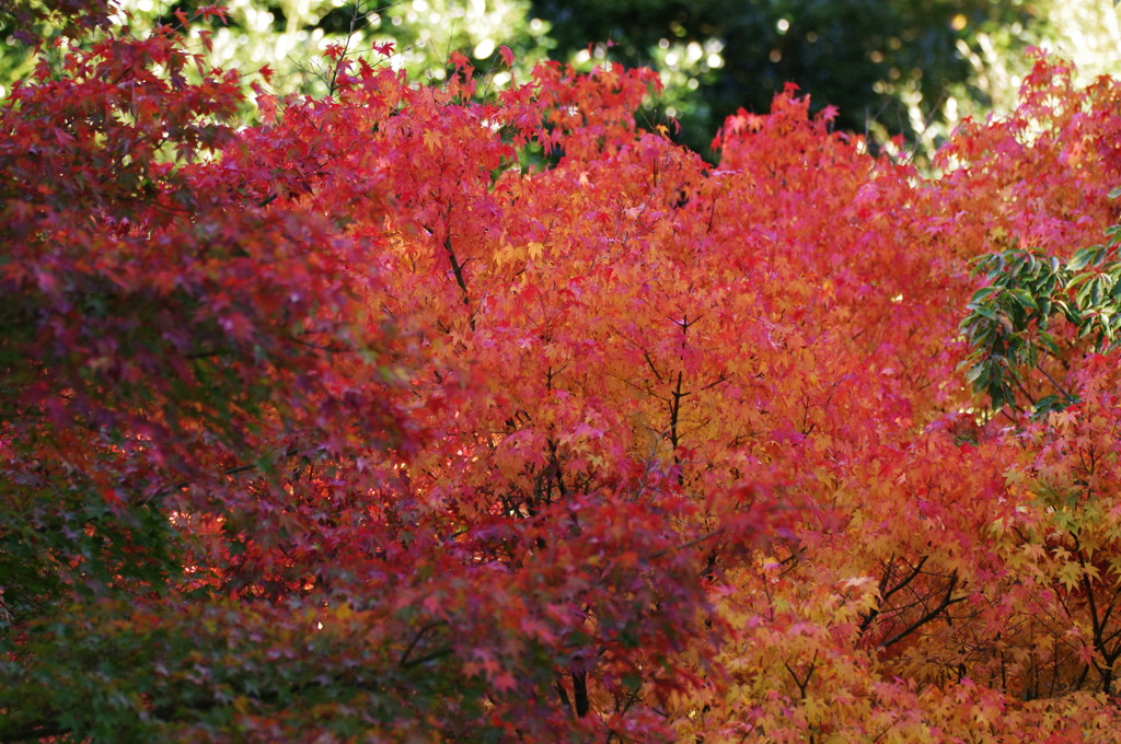紅葉散策