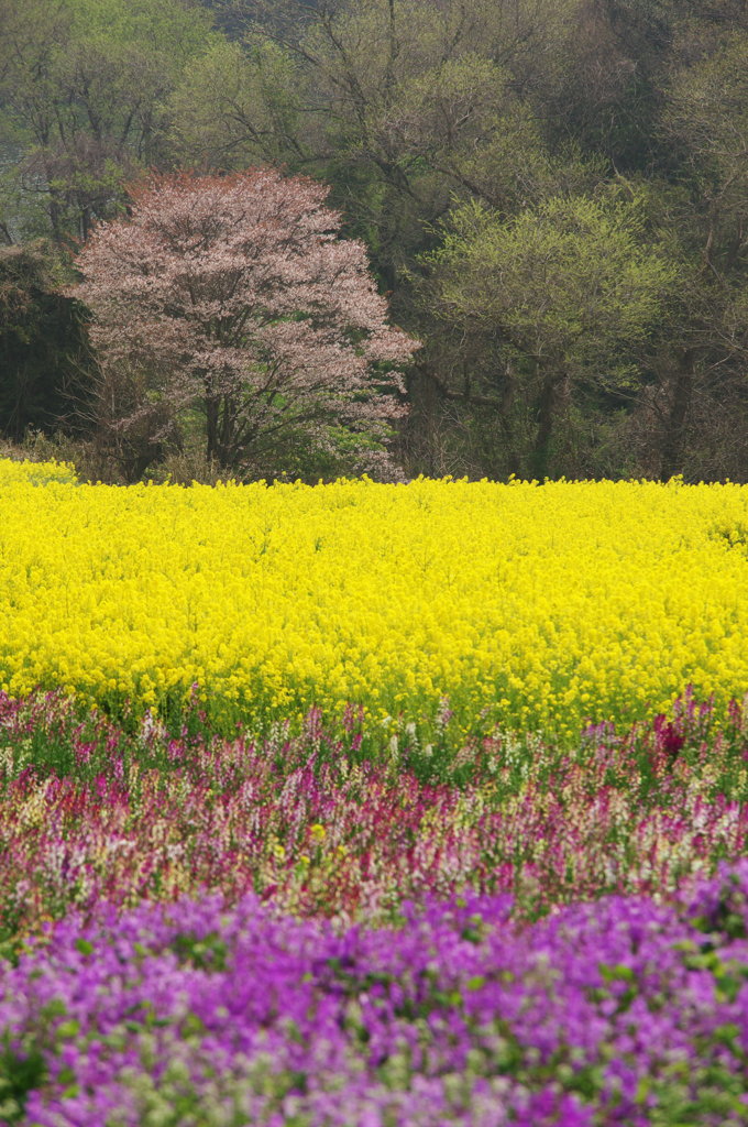 桜と菜の花畑