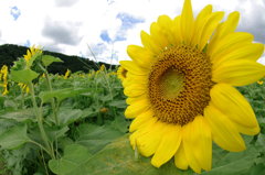 夏の顔