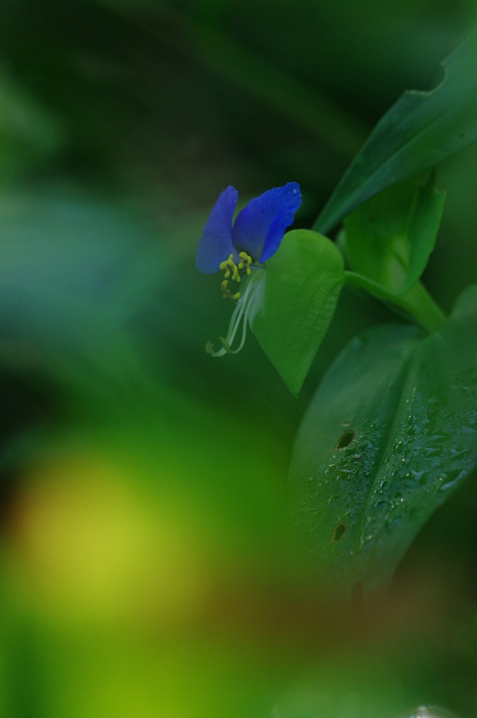 露草