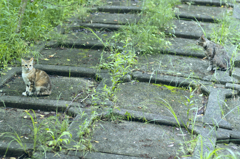 吾輩は猫である、ニャー # 270