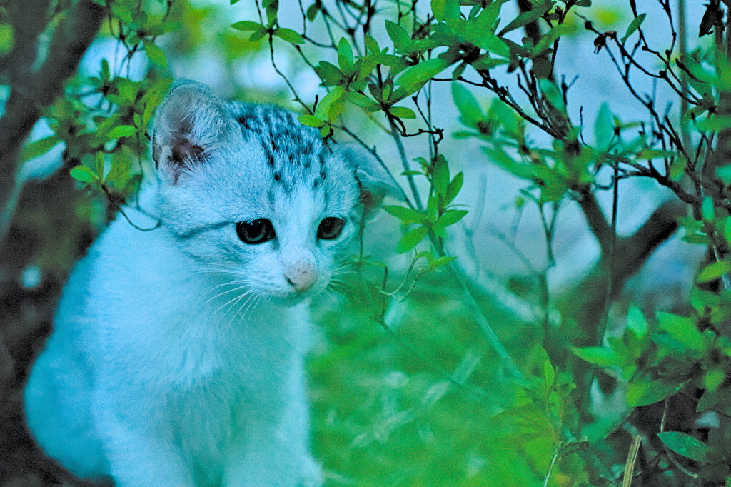 吾輩は猫である、ニャー # 586