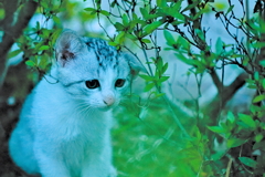 吾輩は猫である、ニャー # 586