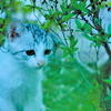 吾輩は猫である、ニャー # 586