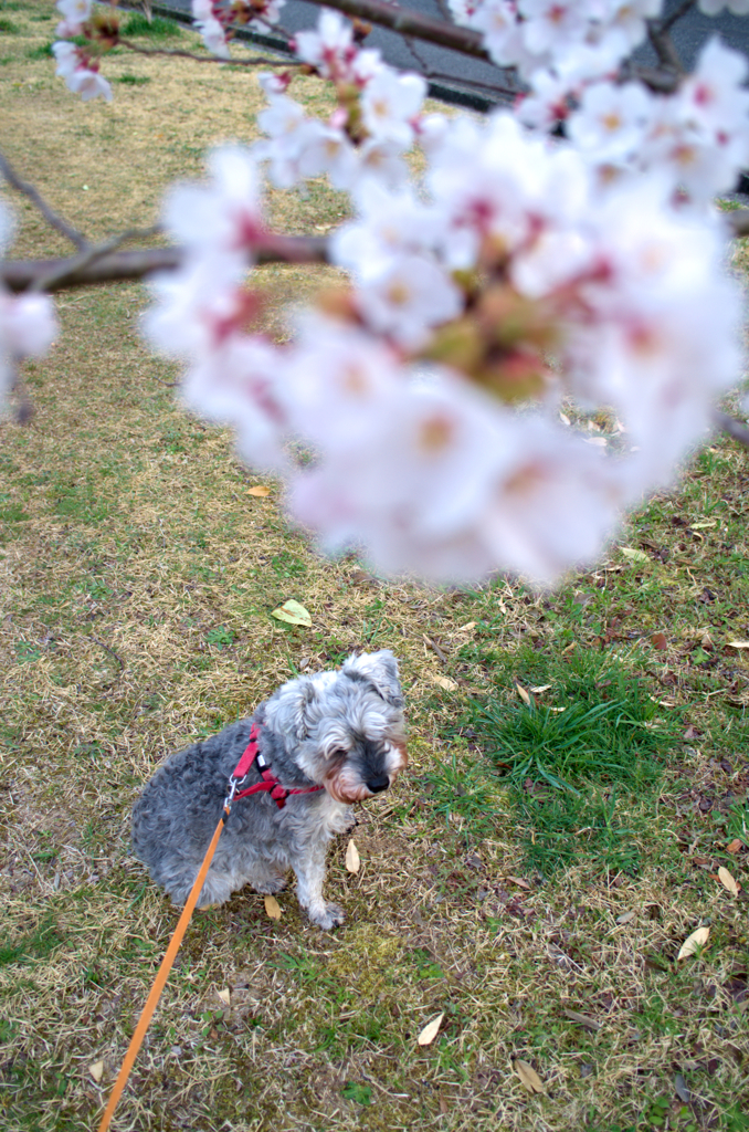 my pretty dog # 163
