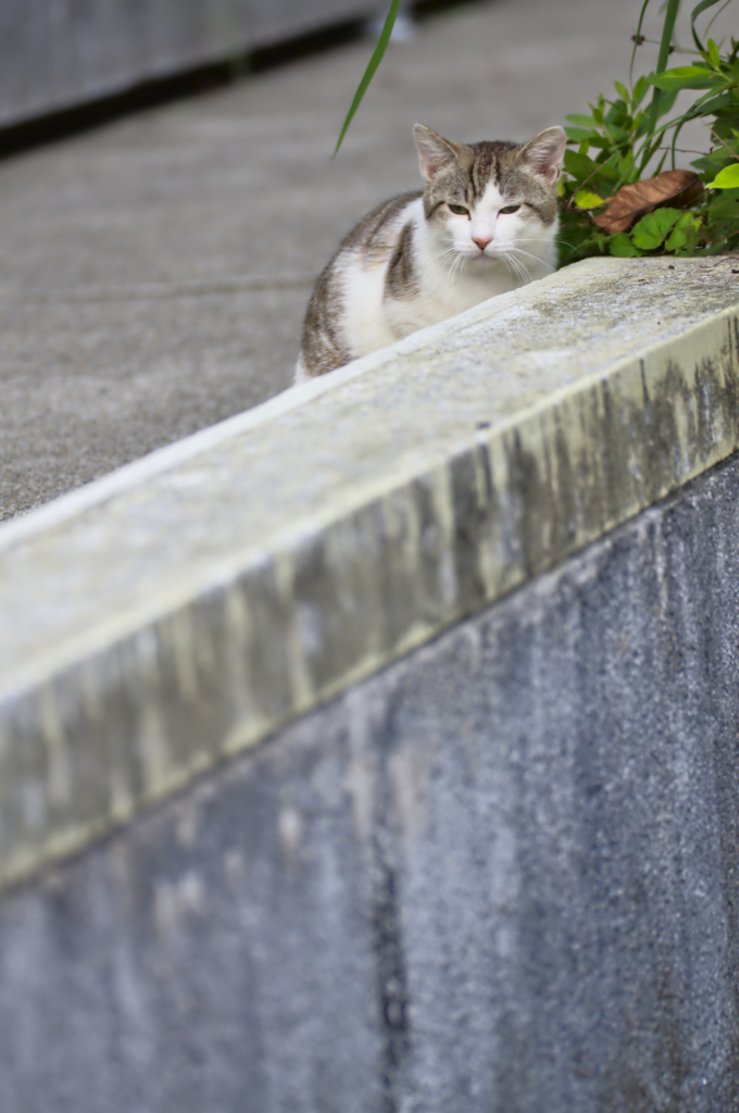 吾輩は猫である、ニャー # 179