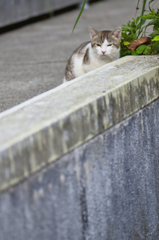 吾輩は猫である、ニャー # 179