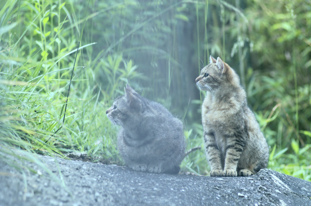 吾輩は猫である、ニャー # 234