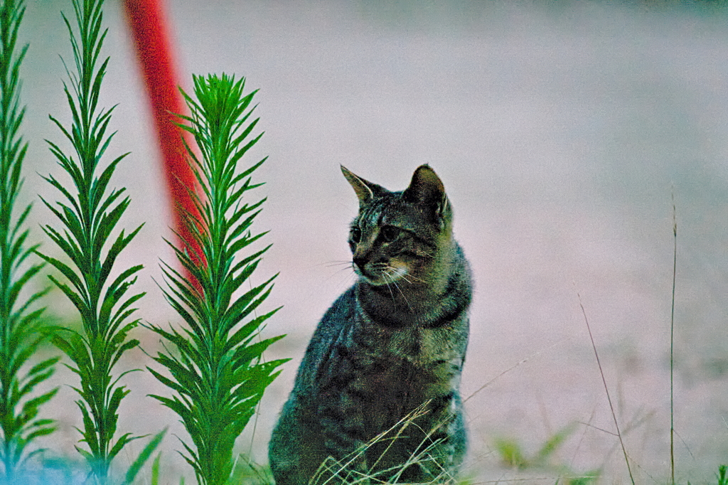 吾輩は猫である、ニャー # 523