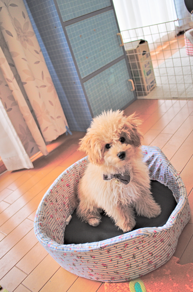 my pretty dog Ⅱ # 21