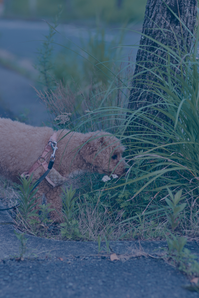 my pretty dog Ⅱ # 377