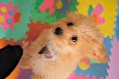 my pretty dog Ⅱ # 7