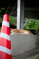 吾輩は猫である、ニャー # 849