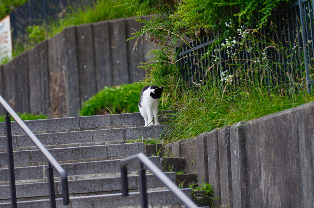 吾輩は猫である、ニャー # 754