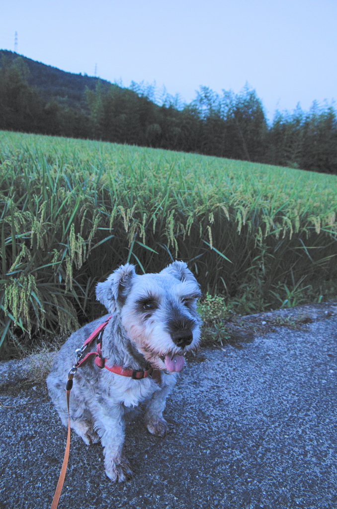 my pretty dog # 295