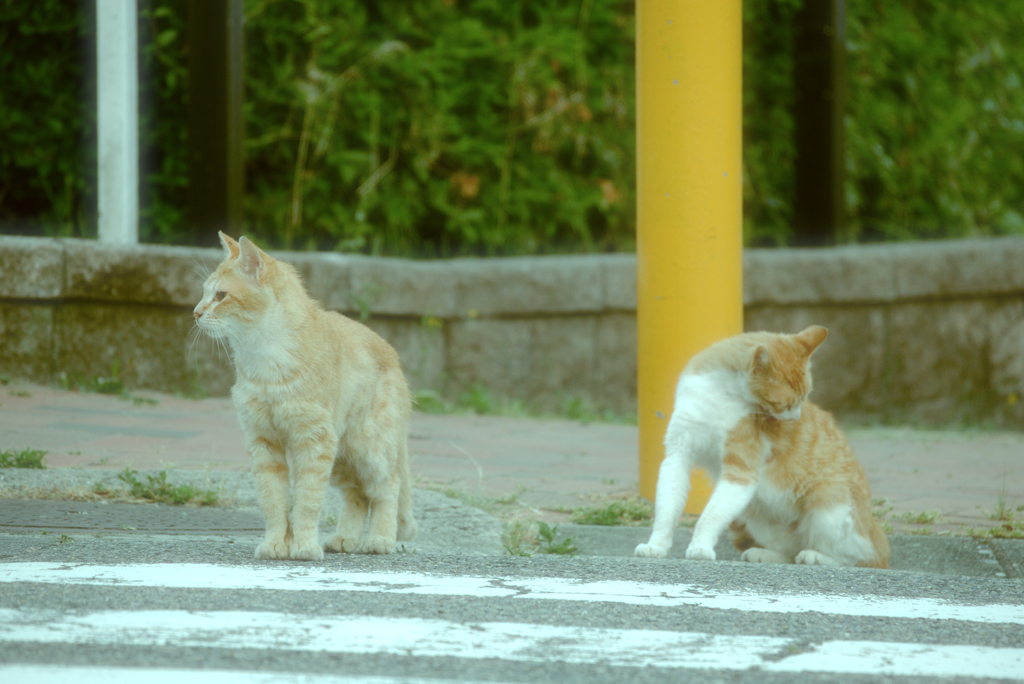 吾輩は猫である、ニャー # 1040