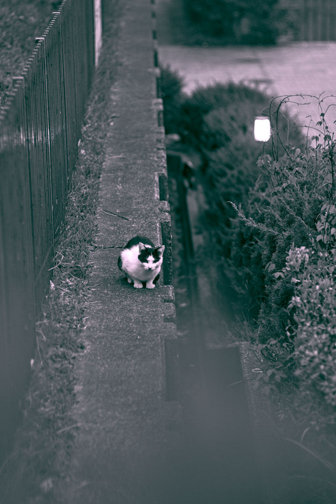 吾輩は猫である、ニャー # 931