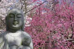 枝垂れ桜と地蔵