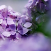 紫陽花　①