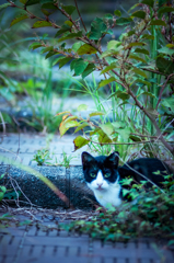 吾輩は猫である、ニャー # 37