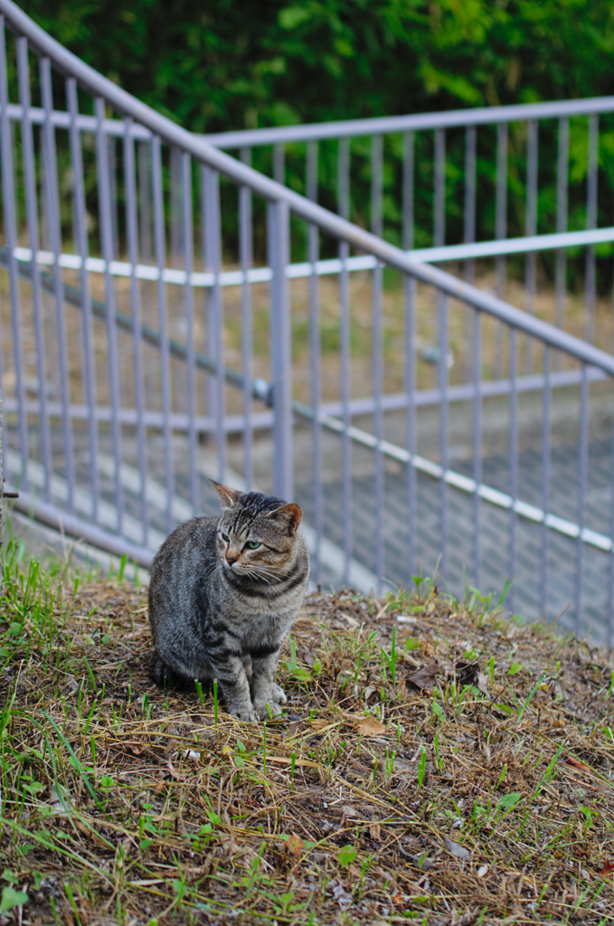 吾輩は猫である、ニャー # 420