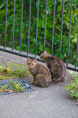 吾輩は猫である、ニャー # 447