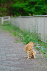 吾輩は猫である、ニャー # 703