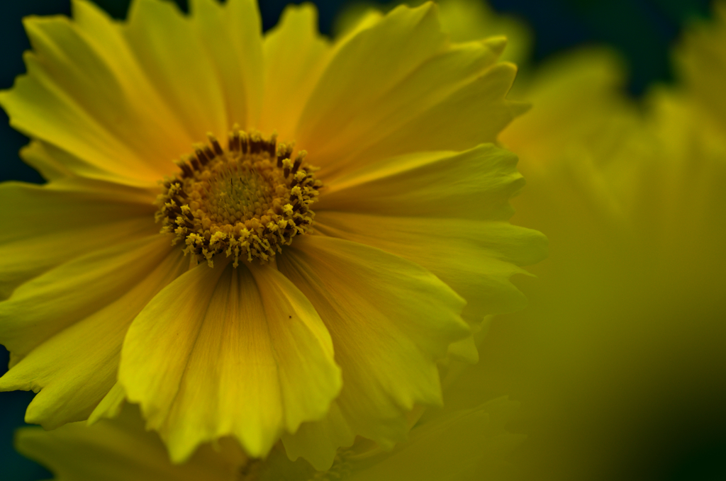 オオキンケイギク